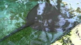preview picture of video 'Dangerous Stingrays in captivity'