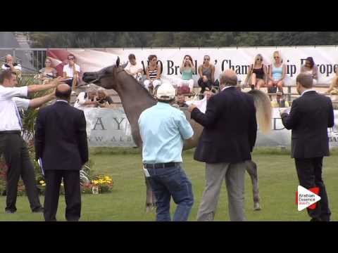 N.3 CL KHAMILAH - Chantilly 2015 ABCE - Fillies 1 year old (Class 1A)