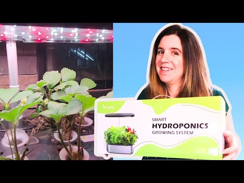 LetPot Hydroponic Review! Growing Strawberries using LetPot!