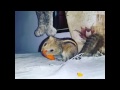 Shake shake butt before eating 💕Misha💕