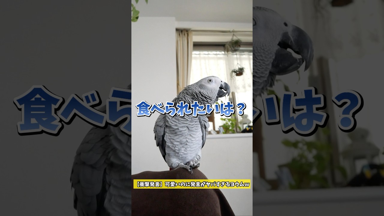 【衝撃発言】可愛いのに発言がヤバすぎるヨウムw#shorts #衝撃発言 #食べられたい#ヨウム #ヨウムのめいちゃん #parrot
