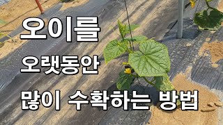 오이를 오랫동안 많이 수확하는 방법