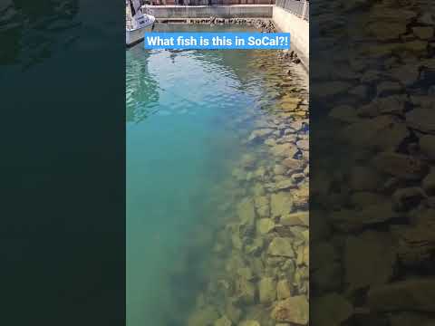 What fish is THIS?! SoCal, Dana Point! #fishing
