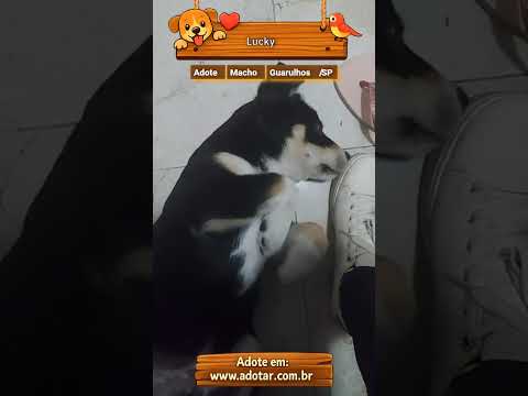 Vídeo de Lucky