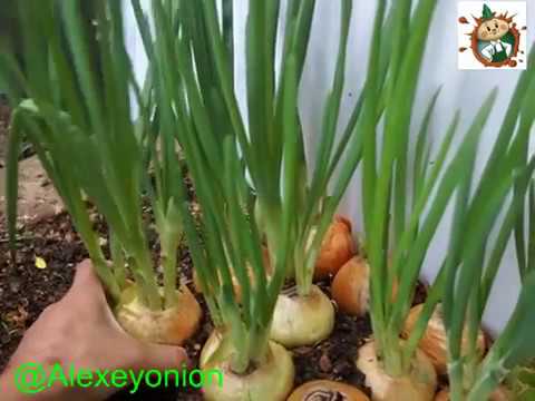 Египетский лук