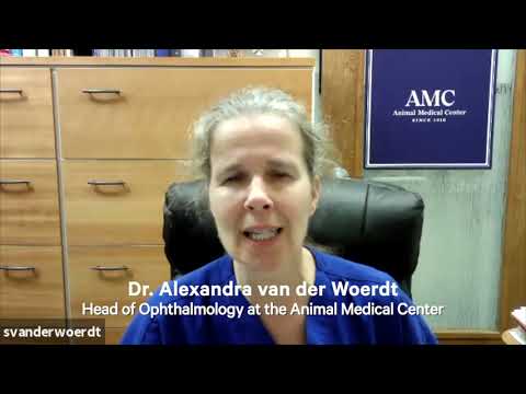 Red Eyes in Dogs and Cats — When Should You Worry?