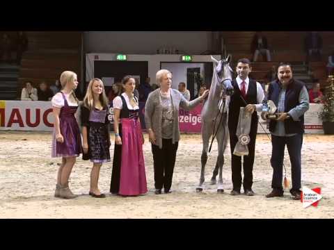 2nd Place N.23 HANAYA LABID - Wels 2015 - National Jr Colts Championship (Class 16)