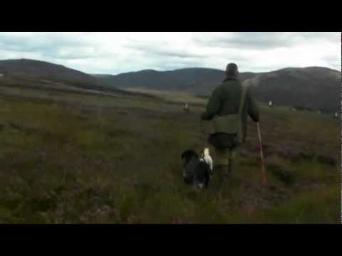 Walked up Grouse shooting 2012