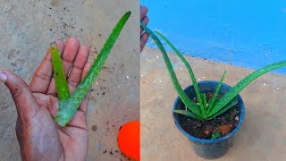 How to grow aloe vera plant from a cutting