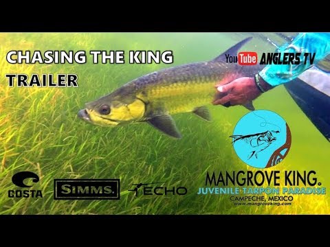 Chasing the King Trailer / Pesca con Mosca Tarpon, Sábalo Campeche