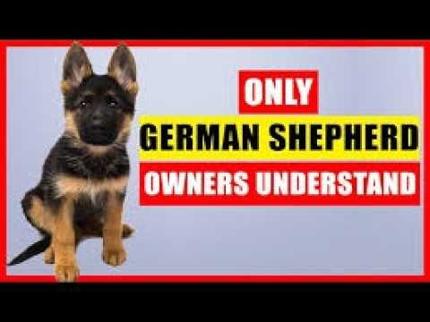 10 Problems of the German Shepherd — What Every Owner Wishes They Knew Sooner
