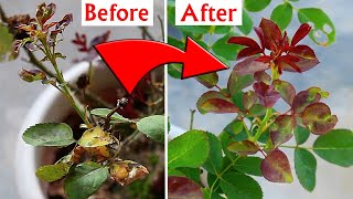 DO THESE To Treat Rose LEAF Curl & Burn Disease!
