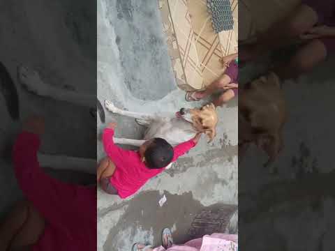 Nitya Play With Dog