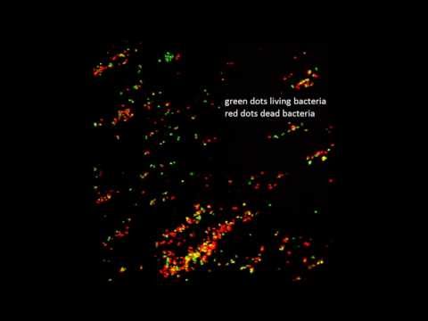 Vetmeduni Vienna: Epigenetik - Hauptschlüssel zu versteckten Pilzmetaboliten