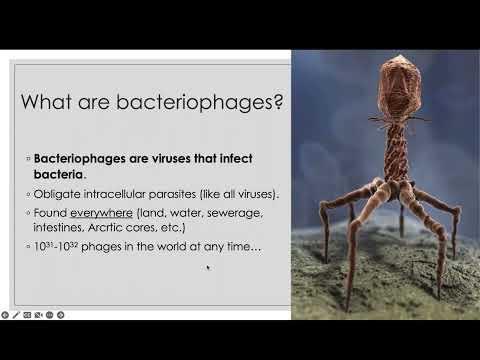 Bacteriophages - Jeremy Nel
