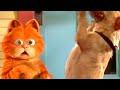 Garfield Dança Com Odie Garfield O Filme 2004 DUBLADO HD