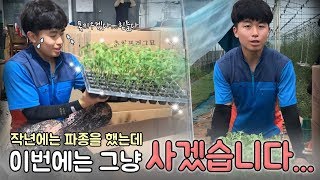 토마토 모종은 하나에 얼마일까? 토마토 가을작기 정식 [농사왕 재배맨]