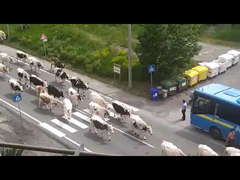 VIDEO / VALSUSA, LA TRANSUMANZA DELLE MUCCHE SULLA STATALE 24 A OULX