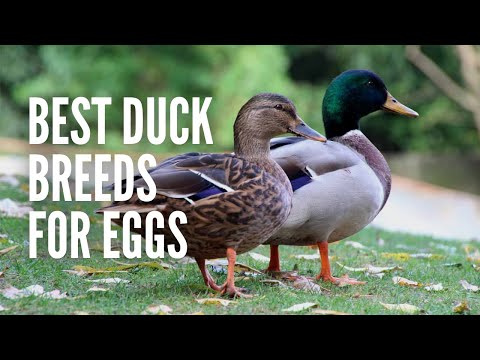 , title : 'The 15 Best Duck Breeds for Eggs'