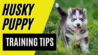 7 BEST Husky Puppy Training Tips - Siberian Husky Training