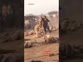 GADAR 2 Movie Shooting Shorts Ytshorts Viralshorts