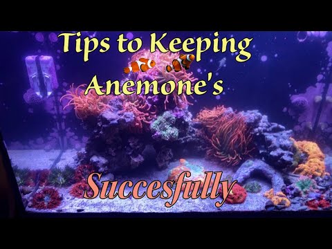 Anemone Saltwater Aquariums tips