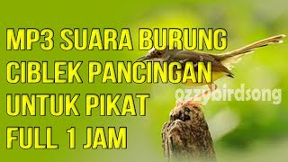 Download lagu MP3 SUARA BURUNG CIBLEK UNTUK PIKAT || FULL 1 JAM AMPUH mp3 Download lagu MP3 SUARA BURUNG CIBLEK UNTUK PIKAT || FULL 1 JAM AMPUH mp3