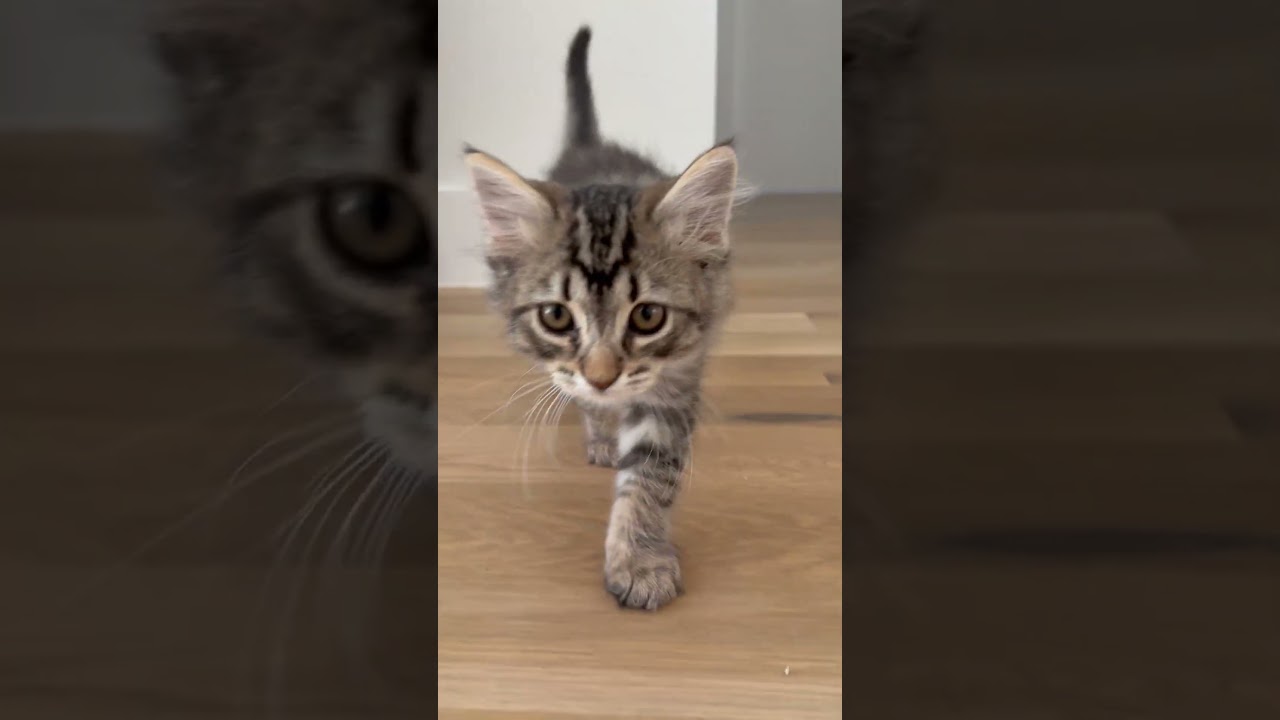 Enlarge Potato, an adopted Domestic Long Hair in Fort Worth, TX video 4/4
