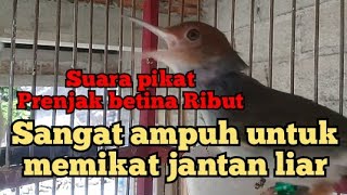Download lagu TERBARU suara pikat prenjak betina ribut ampuh liaran jamin nyaut mp3