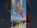 Top 5 Funniest Bird Sounds In The World