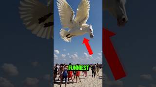 Download lagu Top 5 Funniest Bird Sounds In The World 🤣😂 mp3