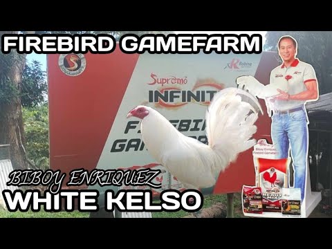 FARM VISIT:  WHITE KELSO OF MR. BIBOY ENRIQUEZ FIREBIRD GAMEFARM