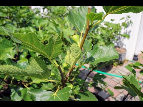 Lignificazione dei fichi: perché è importante ORA