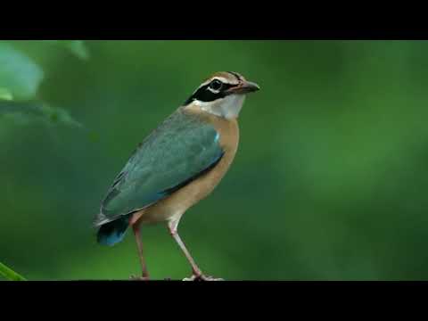 Pita pestrá (Pitta brachyura) — biotop a pohyb