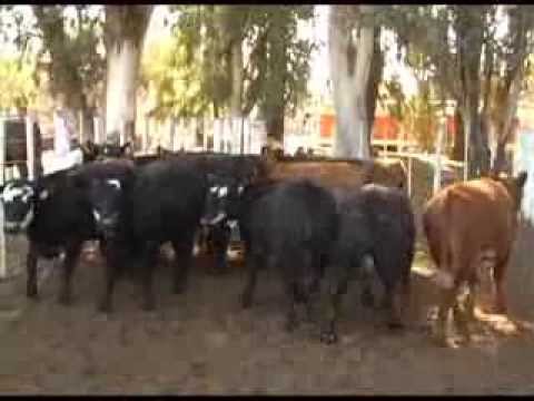 Serie de remates especiales de Alfredo Sebastián Mondino