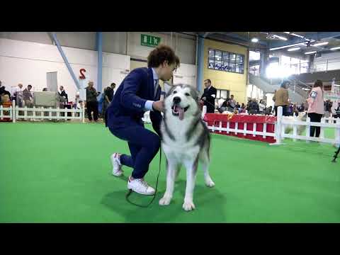 International Desio 2017 - Thursday - Malamute Specialty