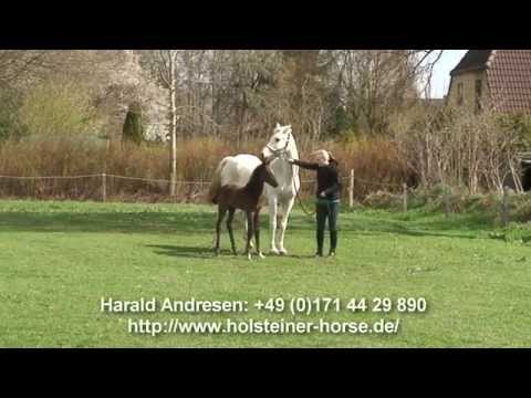 Holsteiner Hengstfohlen von Uriko