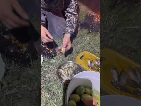 Pesca y cocina de Sardinas en Cliza #Cochabamba #Bolivia #pesca #viralvideo #shorts