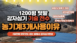 아무것도 없던 황무지 1200밭에 감자심고 멀칭까지 끝내는게 2일만에 가능?