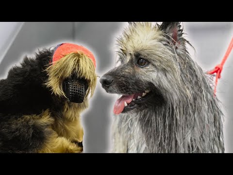 Two mental cases test my sanity 😅 | Keeshond and Yorkshire Terrier