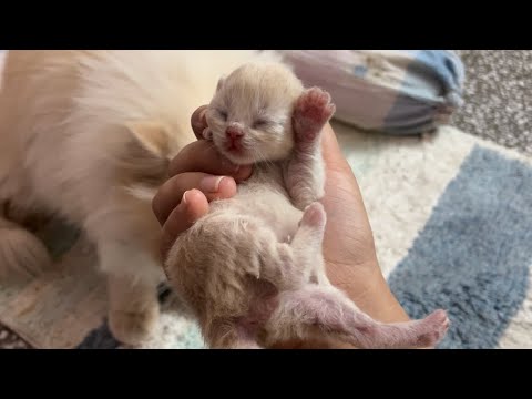 When You Try to Help But Mom Cat Says ‘Back Off!’ 😂🐾