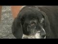 Animal Blessings Held At Youngstown Church