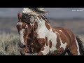 The life and legend of America's most famous wild horse