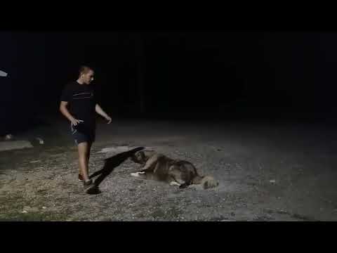 Šarplaninac Šarpi, dresura