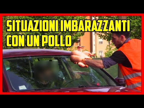 Awkward Situations with a Chicken - [Social Experiment] - theShow