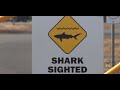 Hawaii shark attack: Tiger shark chomps on snorkeling man