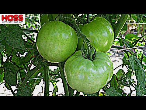 , title : 'A NEW TOMATO VARIETY that's UNBELIEVABLY PRODUCTIVE!'