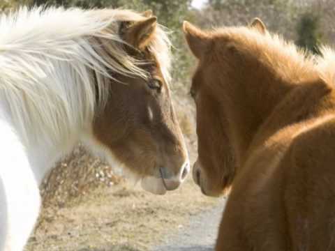 Indian Pony (Kathryn's Song)
