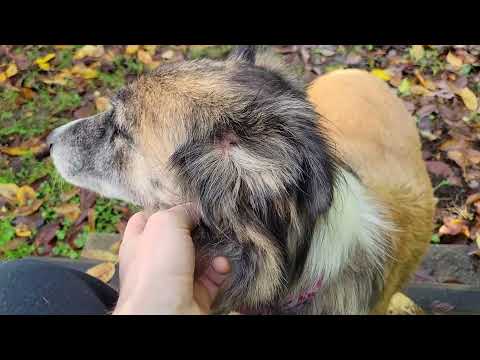 Nilofar 4 - A backyard to play in
