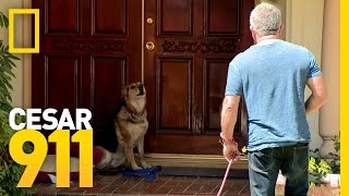 All Bark and Hopefully No Bite | Cesar 911